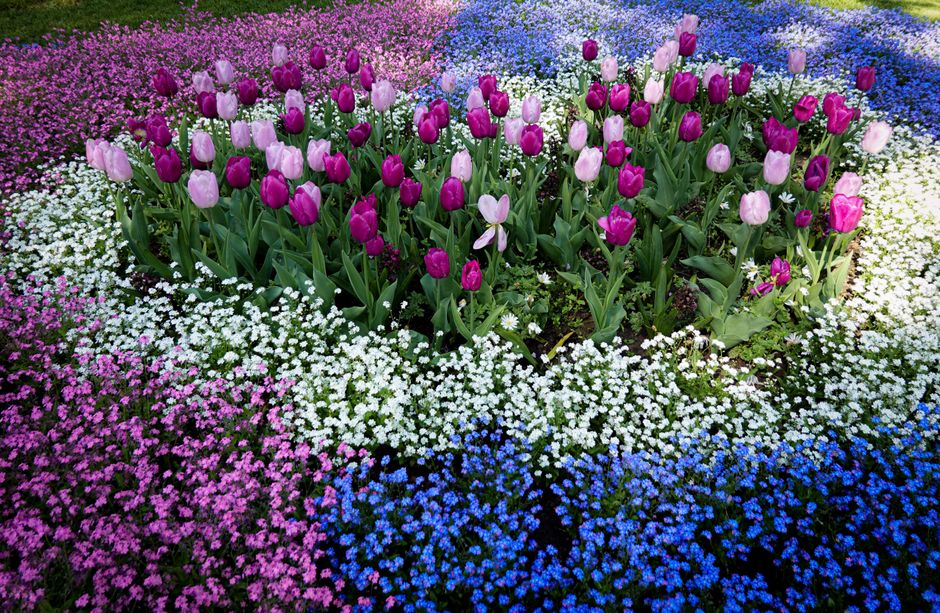 A vibrant floral display featuring a central cluster of purple and pink tulips with green stems and leaves, arranged in a neat bouquet or planting. Surrounding the tulips are layers of small white, pi