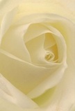 This evocative image invites you to nestle within the heart of a cream-white rose, its petals curling in soft, inviting spirals that radiate gentle tranquility-much like the early morning stillness over Eastcote Village Green. The velvety texture of each layer appears almost translucent, brushed with a delicate cream hue that glows against the subtle play of shadow and light. The atmosphere exudes serenity and hope, reminiscent of a thoughtful gesture extended to friends and family across Eastcote. As a local florist, I see this rose as the ultimate symbol of reverence-ideal for offering sympathy, admiration, or a gentle celebration of new chapters in life along Joel Street or Lime Grove. The scent is ethereal and subtle, imbuing the air with a soothing note that complements the heartfelt emotion behind every delivery. Up close, the image not only captures the intricate artistry of nature but also hints at the care and attention poured into every hand-tied bouquet for Eastcote residents-a flower chosen and arranged for life's most meaningful and memorable occasions.
